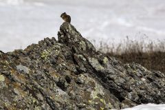 Scenic_CO_Columbine-Lake_20260525_9157-9159_16x9