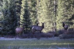 Scenic_CO_Twin-Creek_20260519_4653-4655_16x9