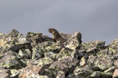 Scenic_CO_ColoradoTrailSeg27-1_20240813_11202-11204_4x3