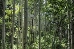 Scenic_CO_EngineerMnt_20240815_3116-3118_4x3