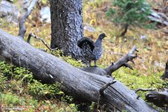 Scenic_CO_EngineerMt_20231010_8217
