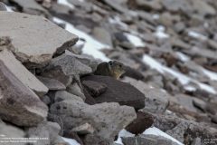 Scenic_CO_EngineerMt_20231010_8583-8585
