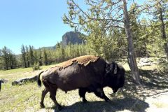 Yellowstone_IMG_0541